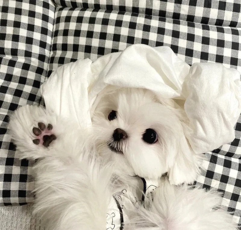 hình avatar chó cute​ 15