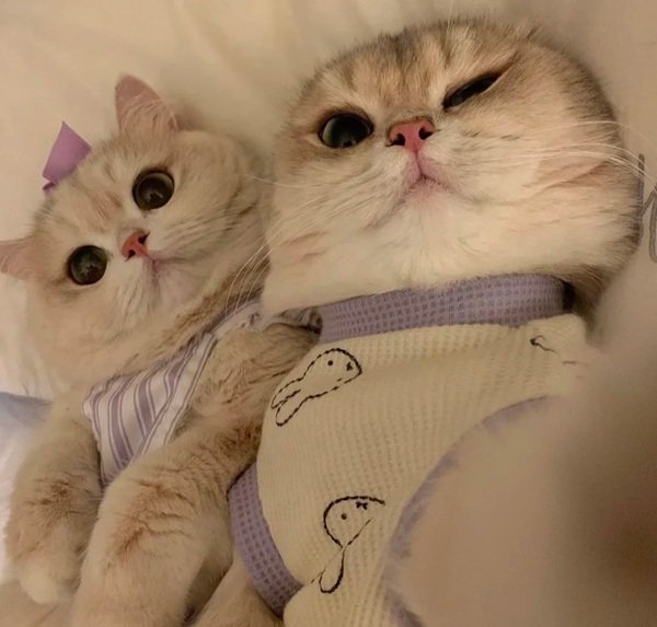 hình avatar đôi cute mèo​ 11
