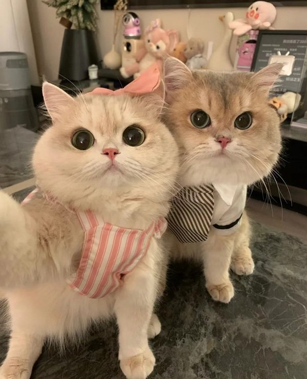 hình avatar đôi cute mèo​ 13