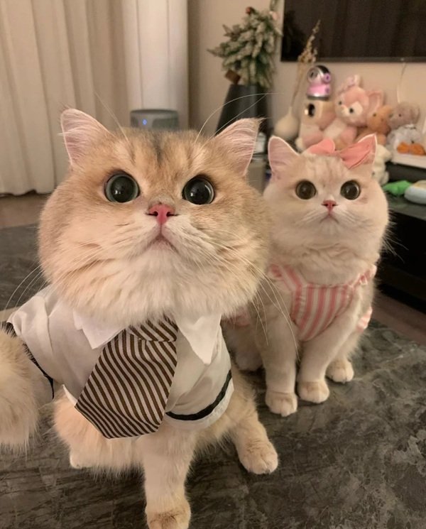 hình avatar đôi cute mèo​ 14