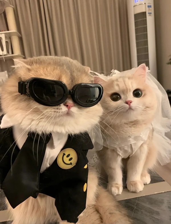 hình avatar đôi cute mèo​ 15