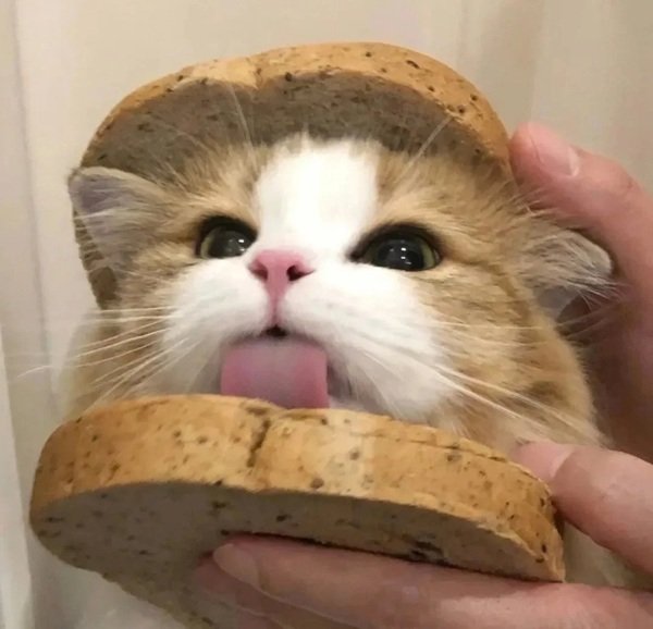 hình avatar đôi cute mèo​ 2