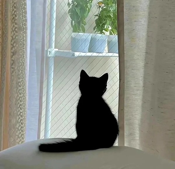 hình avatar đôi cute mèo​ 3