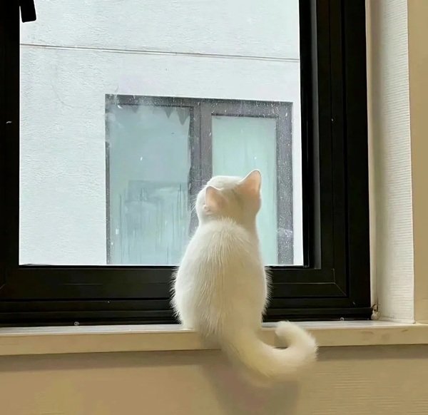 hình avatar đôi cute mèo​ 4