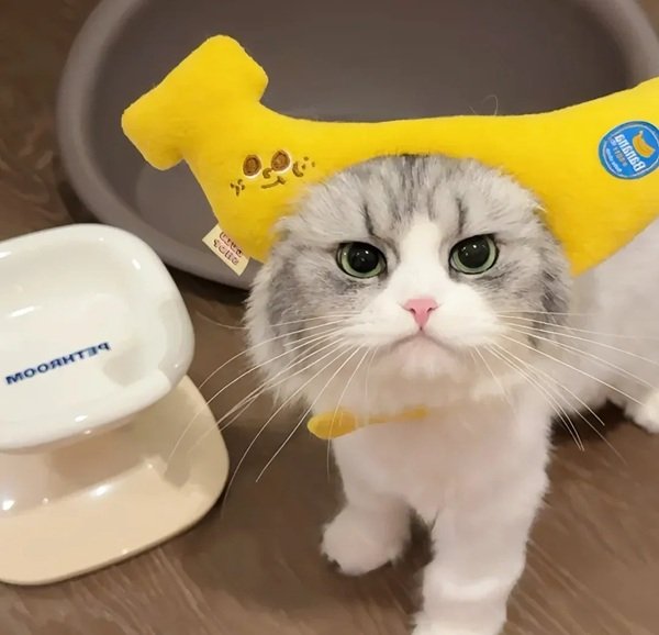 hình avatar đôi cute mèo​ 5