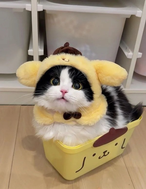 hình avatar đôi cute mèo​ 7