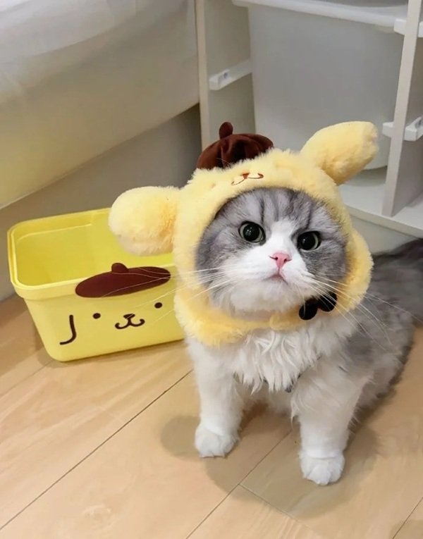 hình avatar đôi cute mèo​ 8