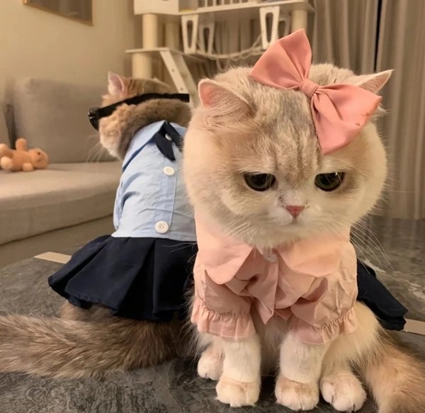 hình avatar đôi cute mèo​ 9