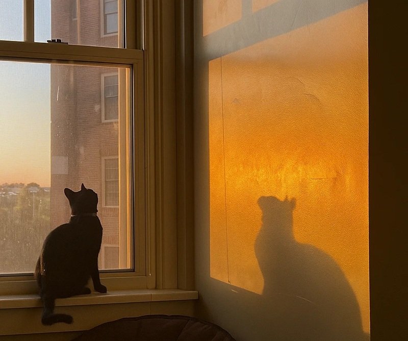 hình avatar mèo buồn 20