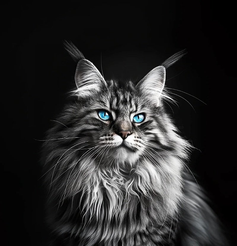 hình avatar mèo ngầu 19