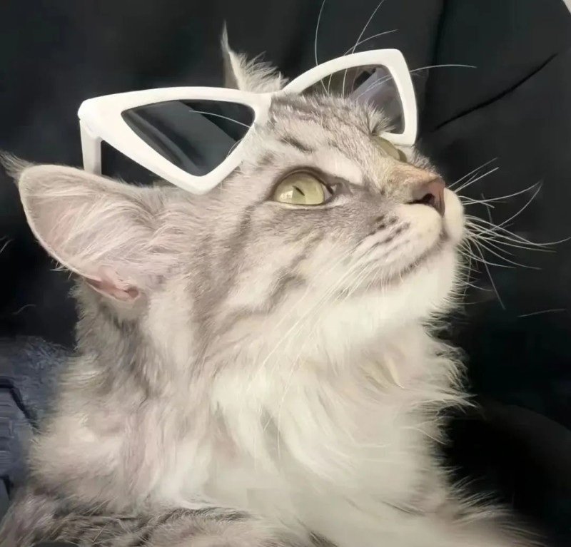 ảnh avatar mèo vô tri