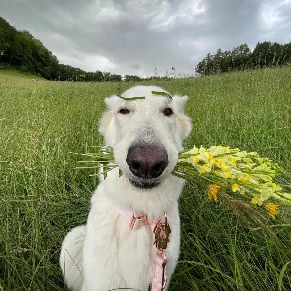 ảnh đại diện avatar zalo 16