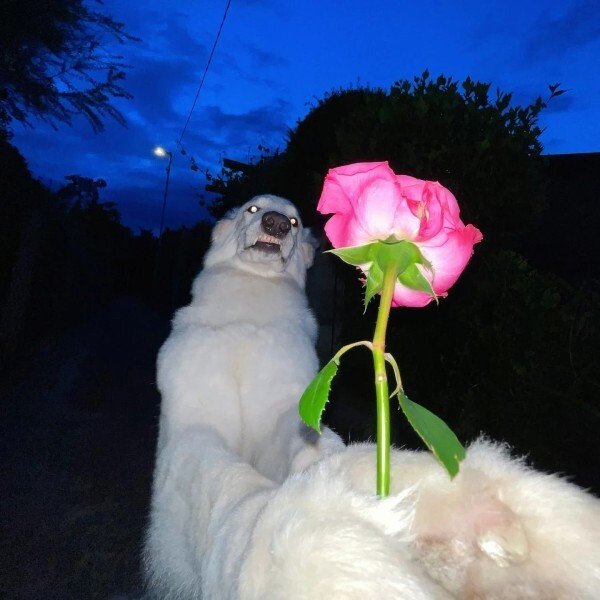 ảnh đại diện avatar zalo 26