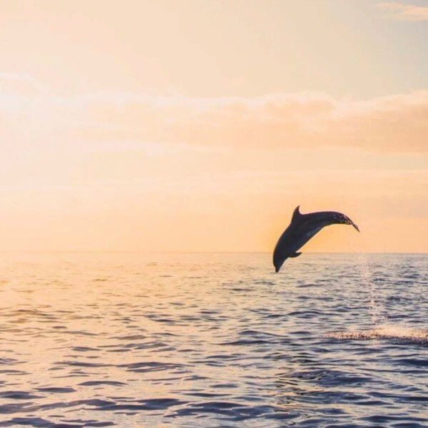 ảnh đại diện avatar zalo 33