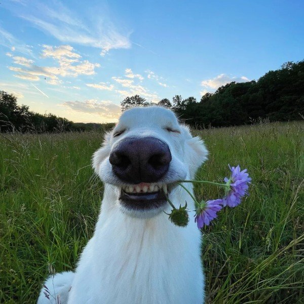 ảnh đại diện avatar zalo 36