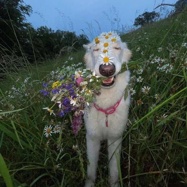 ảnh đại diện avatar zalo 39