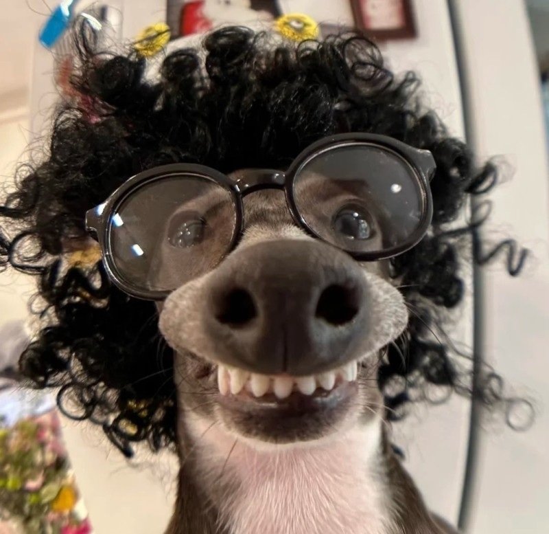 avatar bựa troll 18