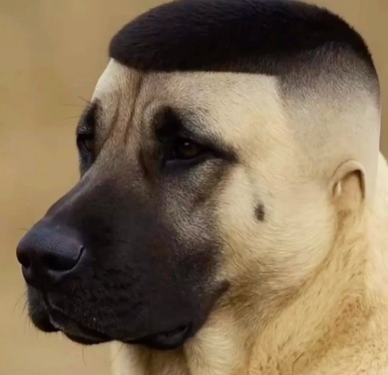 avatar bựa troll 19