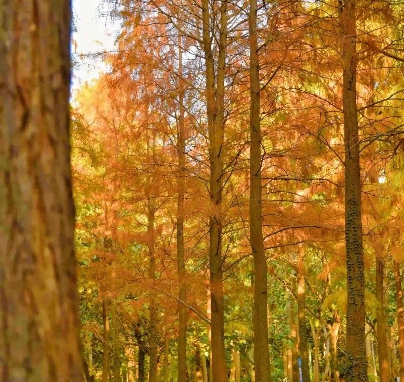 avatar chill phong cảnh 11