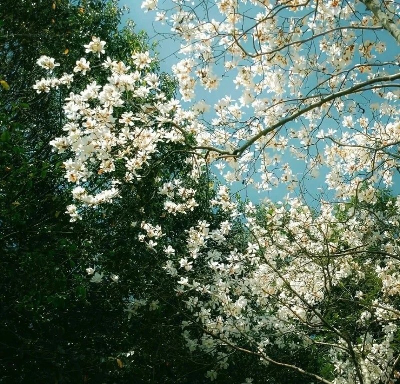 avatar chill phong cảnh 25