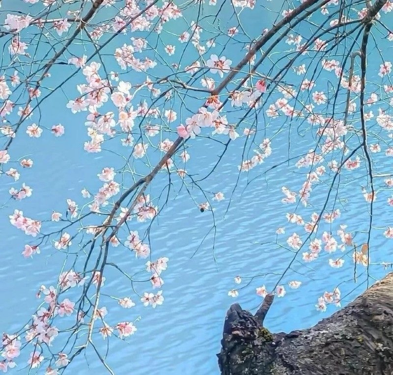 avatar chill phong cảnh 35