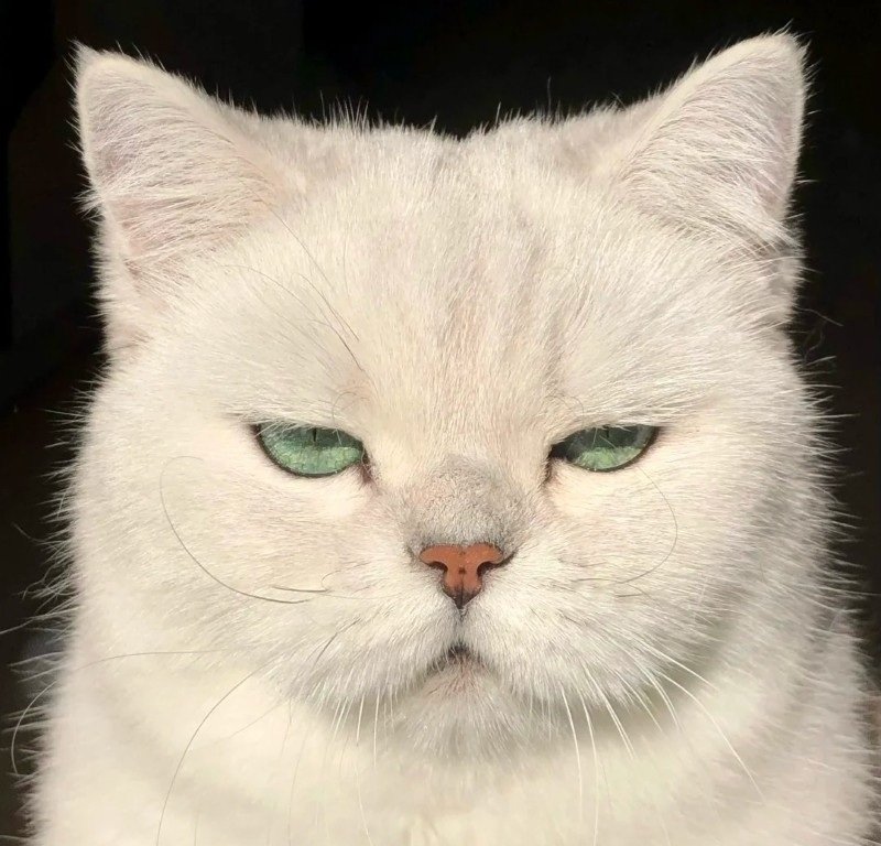 avatar fb mặc định 19