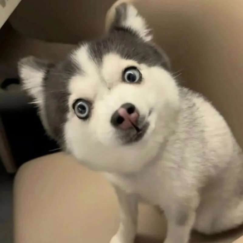 avatar hài hước 39