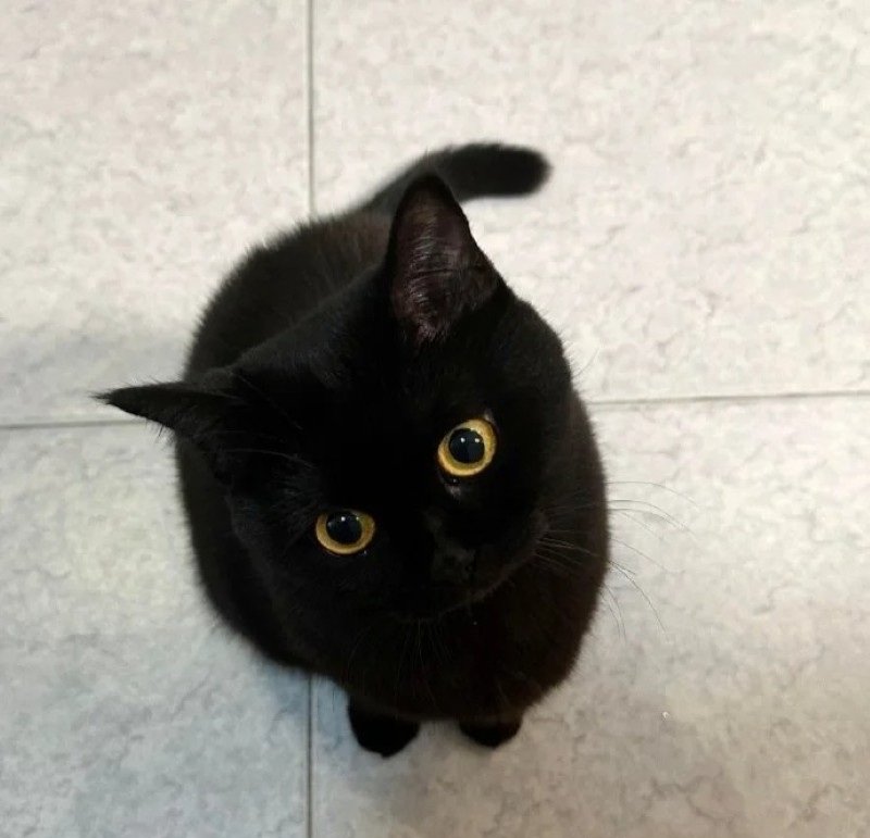 avatar mèo đen 31