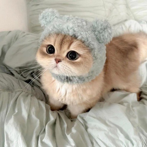 avatar mèo ngáo 13