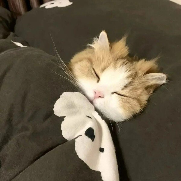 avatar mèo ngáo 14