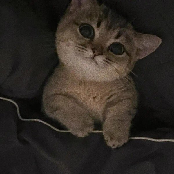 Mê mẩn 99+ avatar mèo ngáo HD với biểu cảm siêu lầy, đáng yêu - Hình ảnh bài viết