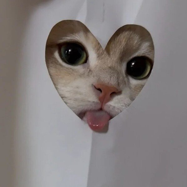 avatar mèo ngáo 16