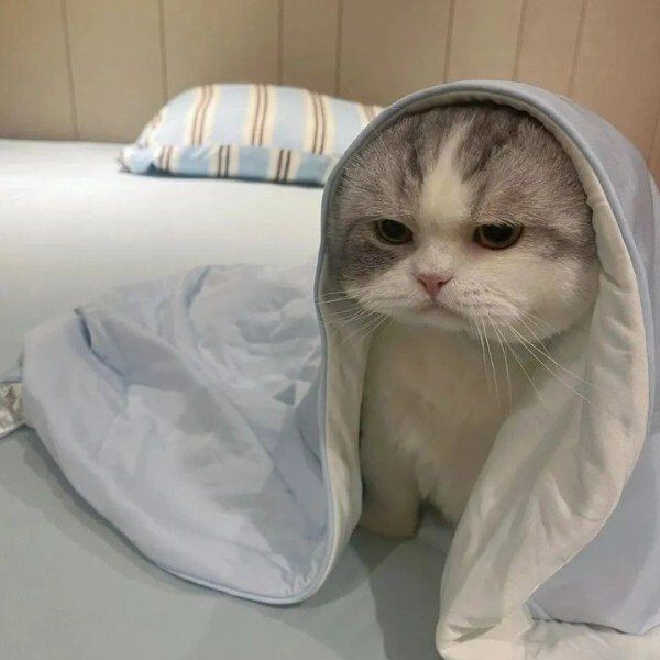 avatar mèo ngáo 17