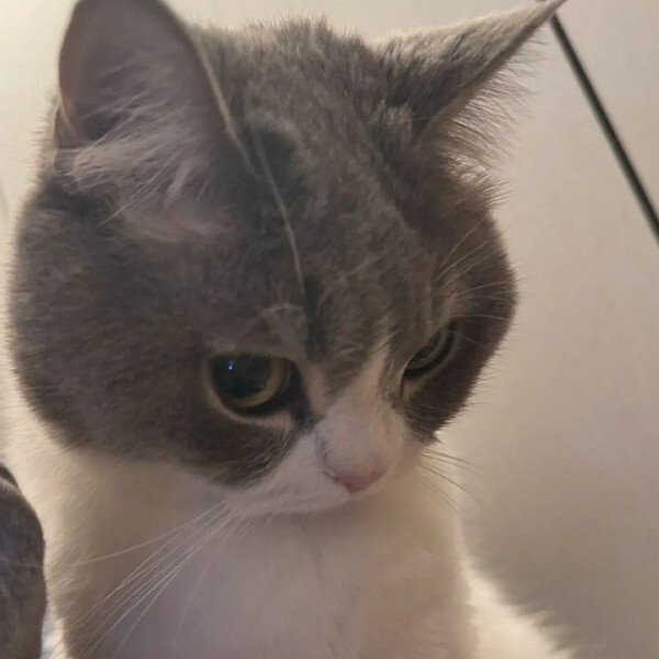 avatar mèo ngáo 18