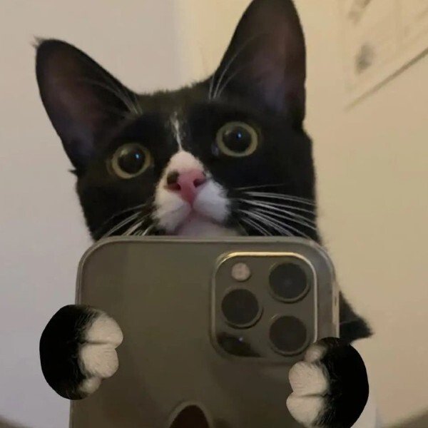 avatar mèo ngáo 19