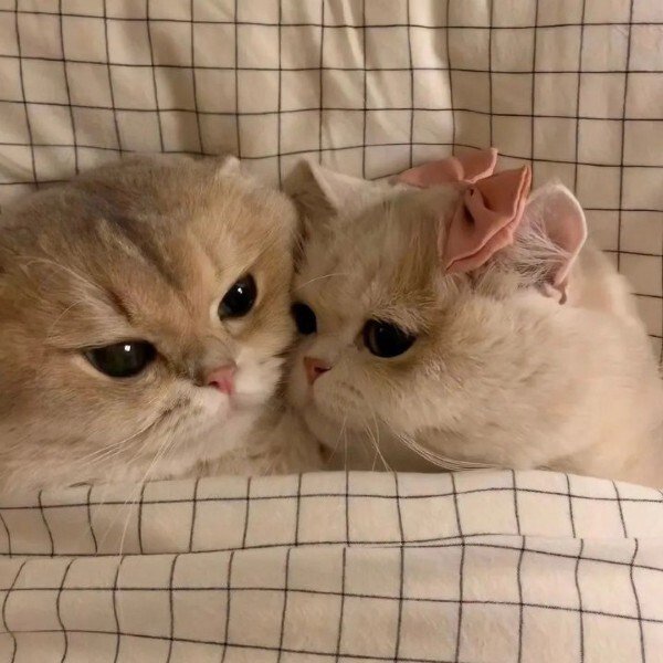 avatar mèo ngáo 20