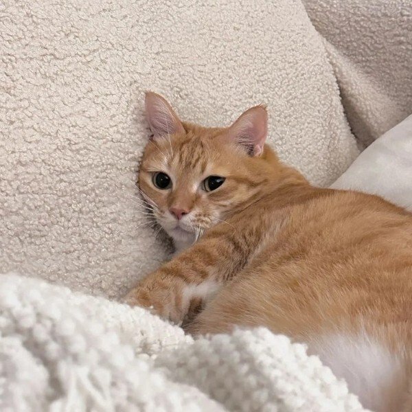 avatar mèo ngáo 21