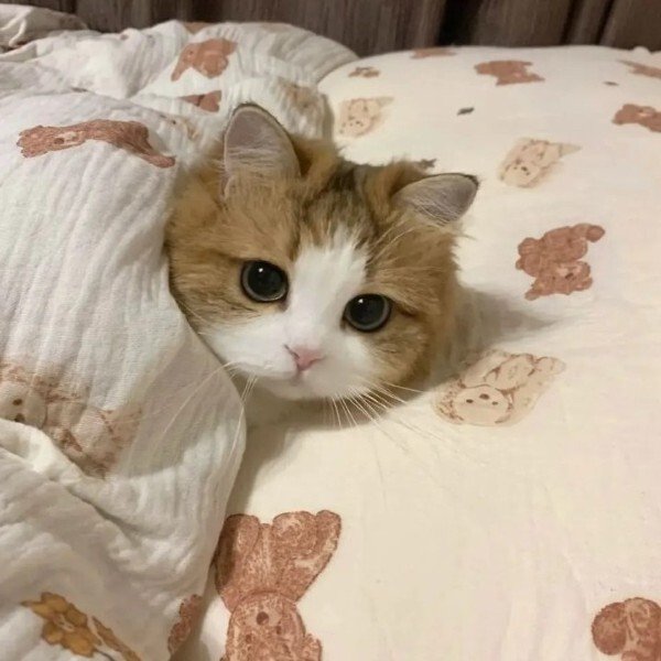 avatar mèo ngáo 22