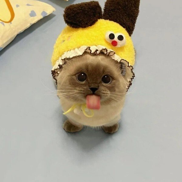 avatar mèo ngáo 23