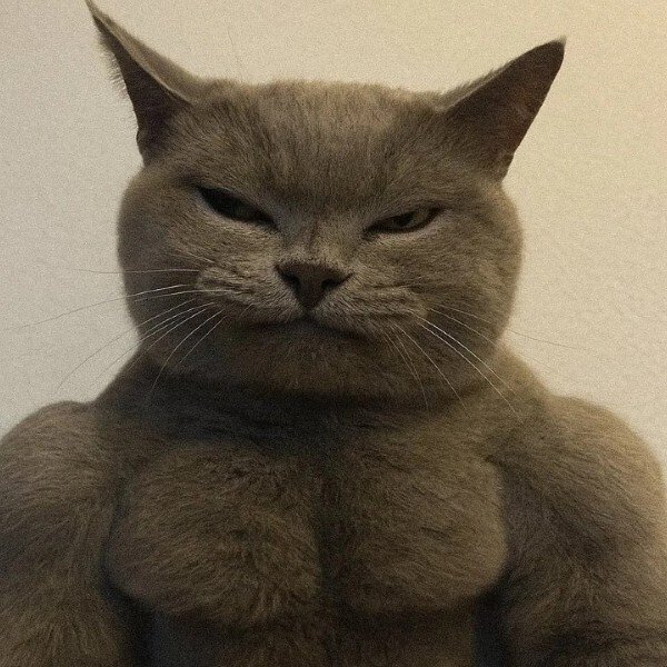 avatar mèo ngáo 40