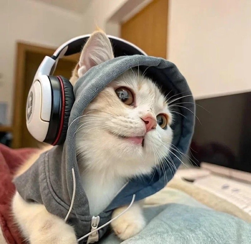 avatar mèo vô tri 1