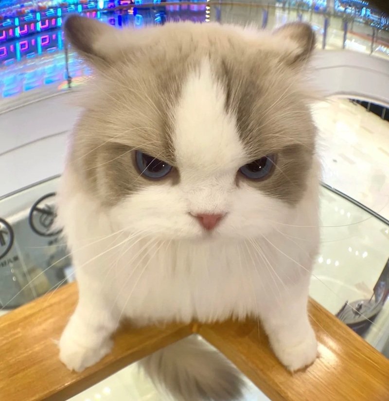 avatar mèo vô tri 12