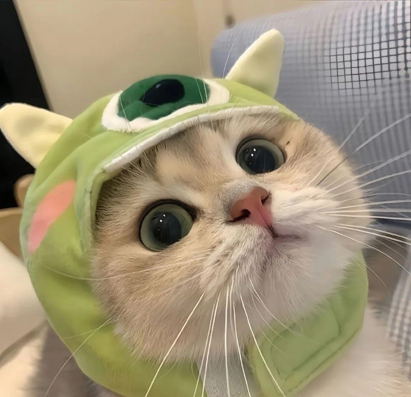 avatar mèo vô tri 21