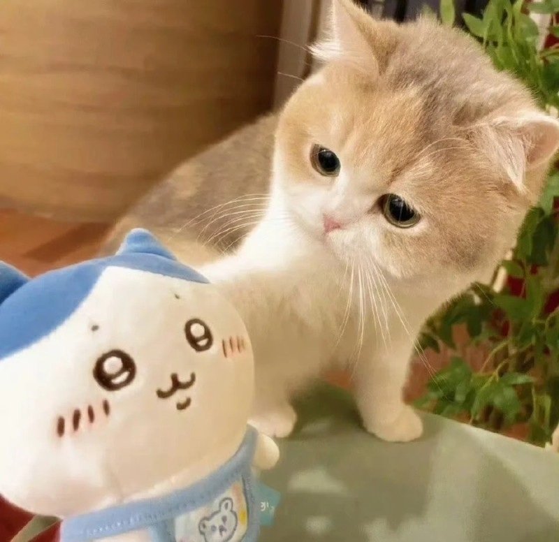 avatar mèo vô tri 28