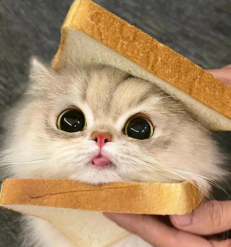 avatar mèo vô tri 3