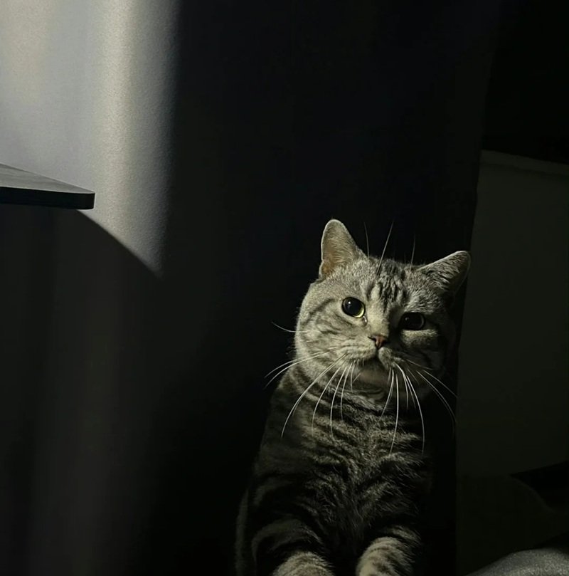 avatar mèo vô tri 34