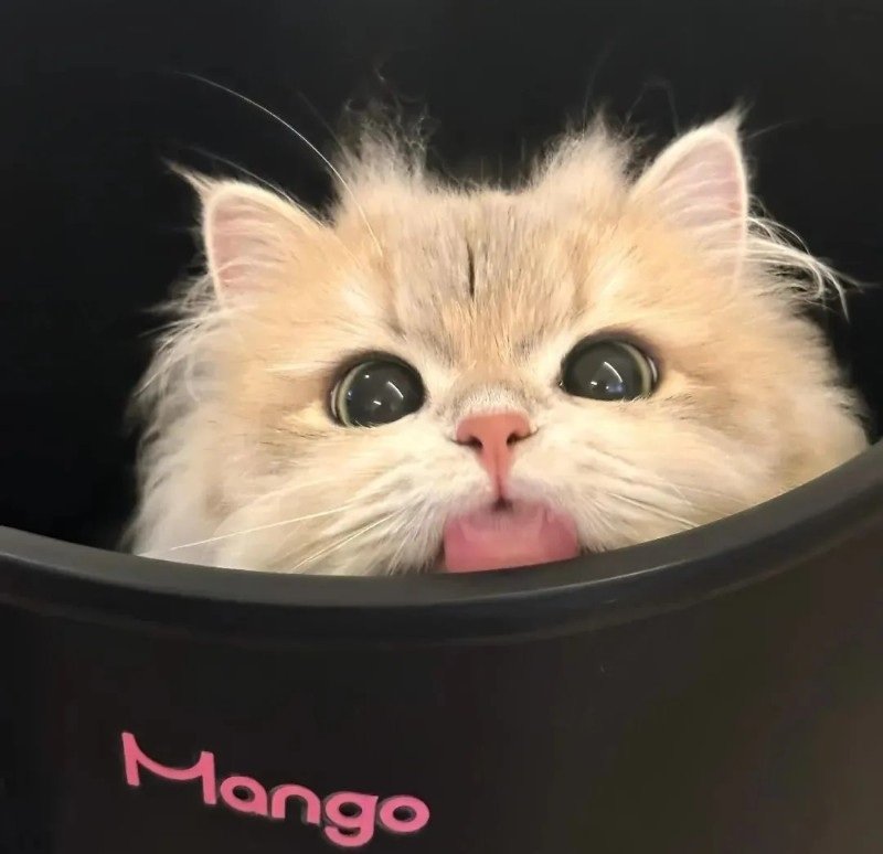 avatar mèo vô tri 4