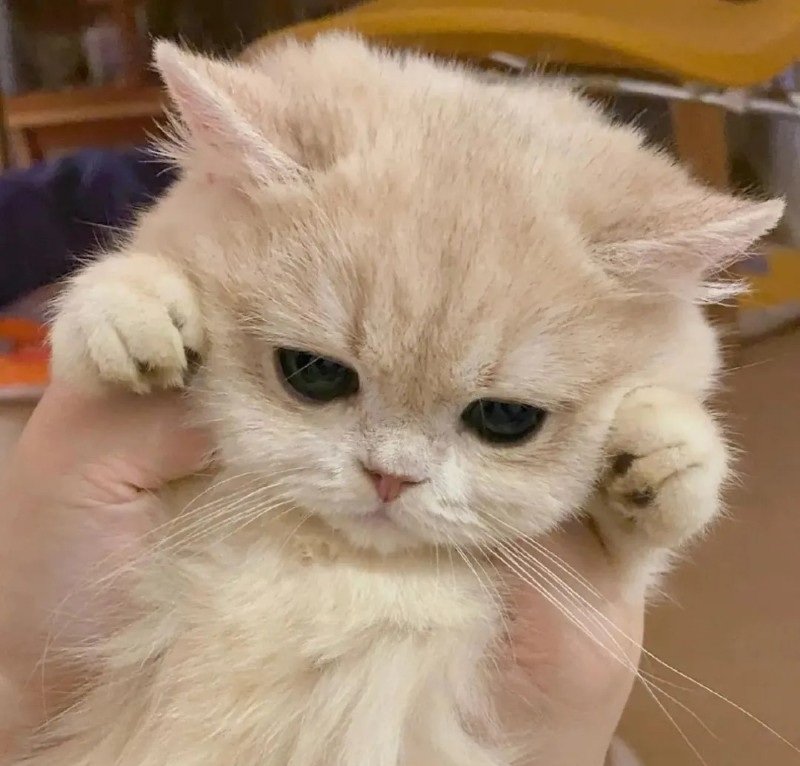 avatar mèo vô tri 5