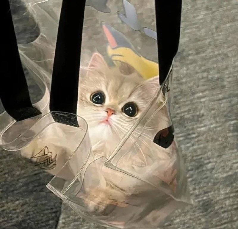 avatar mèo vô tri 6