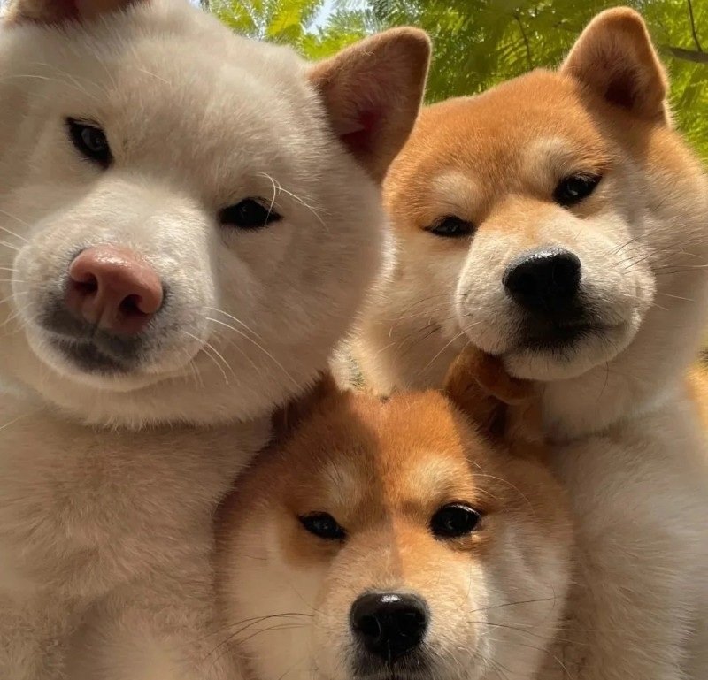 avatar nhóm 3 người vô tri 42